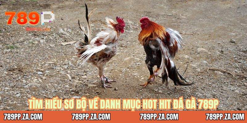 Tìm hiểu sơ bộ về danh mục hot hit đá gà 789P